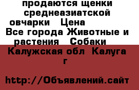 продаются щенки среднеазиатской овчарки › Цена ­ 30 000 - Все города Животные и растения » Собаки   . Калужская обл.,Калуга г.